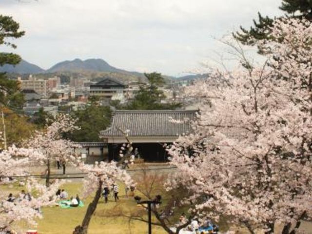 松江城山公園の桜_松江城山公園の桜