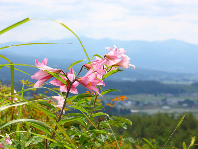 磐梯山をバックに_ひめさゆり群生地