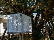 まこさんの日出の大サザンカの投稿写真1