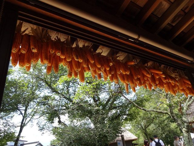とうもろこしを干しているのかな?_池本茶屋