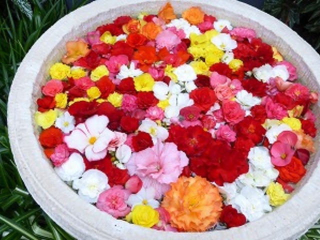 岩手県・一関市・花泉町・花と泉の公園「れいなdeふろーれす」_花と泉の公園