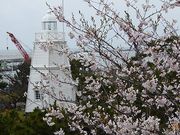 マックさんの日和山公園の桜の投稿写真2