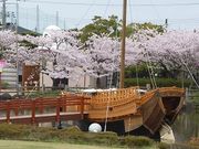 マックさんの日和山公園の桜の投稿写真4