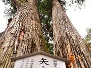 こたぴさんの榛名神社の矢立杉の投稿写真1