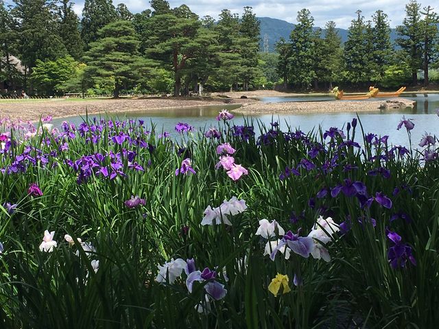 あやめ祭り_毛越寺浄土庭園