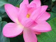 みみりんさんの古代蓮の里の投稿写真1