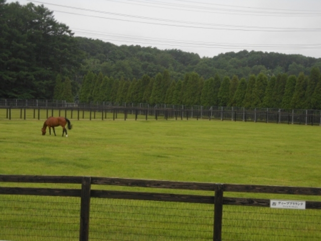 ダービー馬ディープブリランテ。_社台スタリオンステーション