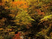 cocoさんの古寺渓谷神通峡の投稿写真1