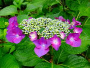 しどーさんの法華寺庭園(名勝庭園・華楽園)の投稿写真1