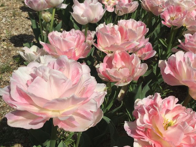 これもチューリップ!_京都府立植物園