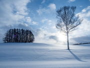 Hiroさんのマイルドセブンの丘の投稿写真1