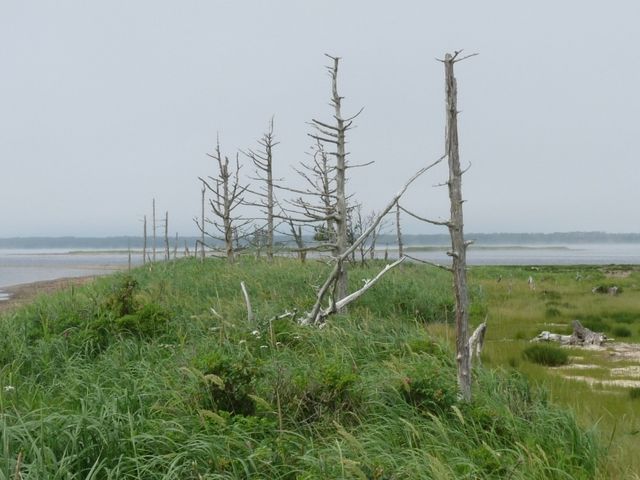ネイチャーセンターからの遊歩道先端にあるトドワラ(立ち枯れのトドマツ)_野付半島