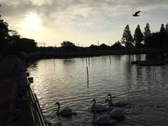 手賀沼公園の写真1