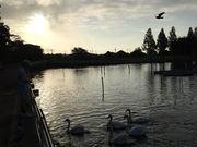 ゆたかさんの手賀沼公園の投稿写真1