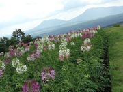 まどまどさんのヒゴタイ公園の投稿写真3