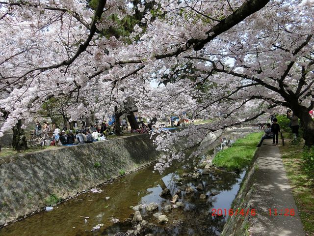 夙川の川面と満開の桜_夙川河川敷緑地(夙川公園)