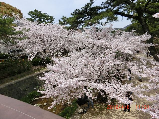 夙川沿いの遊歩道と満開の桜_夙川河川敷緑地(夙川公園)