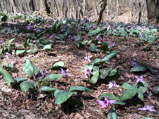 まりんさんの上赤塩地区のカタクリの花の投稿写真1