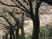 cocoさんのかしの森公園の投稿写真1