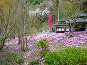 鶴亀松竹梅扇さんの古城緑地広場の投稿写真2