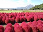 セインさんの猪苗代ハーブ園の投稿写真1