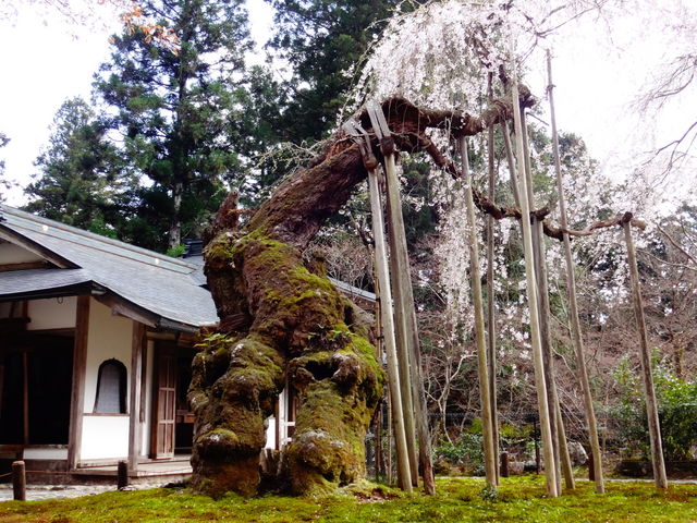 常照皇寺_常照皇寺