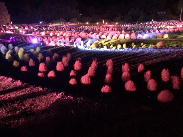 期間限定イベント
コキアカリ_国営みちのく杜の湖畔公園