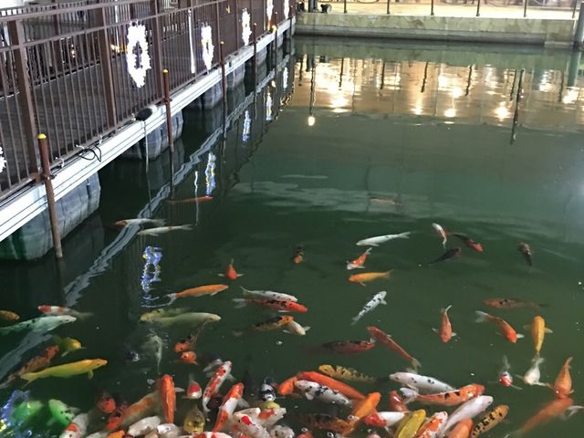 中には鯉が。_大江戸温泉物語 ホテルレオマの森