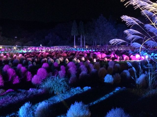 ライトアップの他、アコースティックライブがありました。_国営みちのく杜の湖畔公園