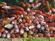 あんりさんの大江戸温泉物語 ホテルレオマの森の投稿写真2