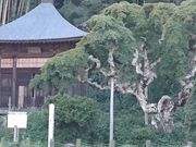 あさみさんの中釜戸のシダレモミジの投稿写真1