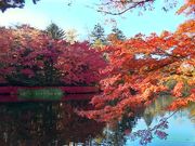 めめちゃんさんの雲場池の投稿写真5