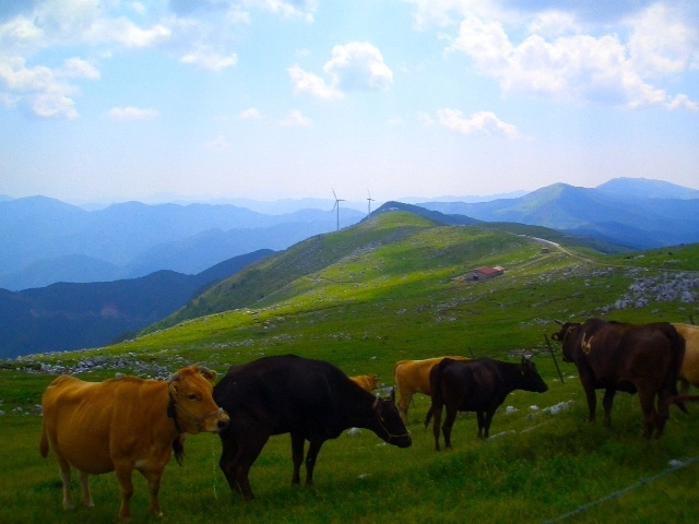 xelderさんの四国カルスト大野ヶ原の投稿写真1