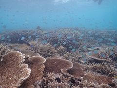 のっこさんの石垣島FLOWFISHへの投稿写真1