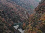 ぴろぽにあさんの川根本町の紅葉(静岡県)の投稿写真1