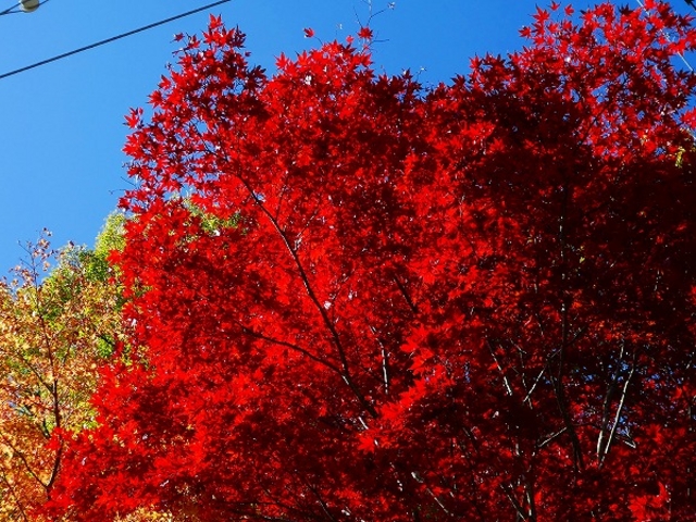 宝珠山・立石寺・通称'山寺' の紅葉_山寺