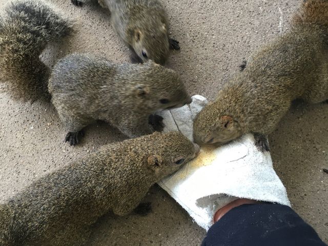 餌にむらがるリス達_ぎふ金華山ロープウェー