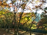 まるこさんの麓城跡紅葉の投稿写真1