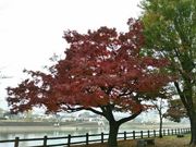 まるこさんの人吉城跡公園の投稿写真1