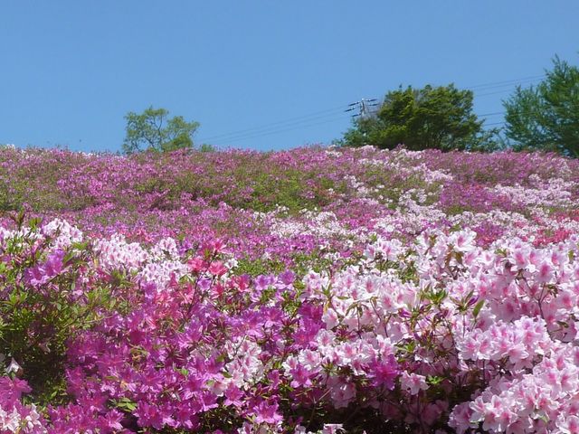 椿_小室山公園のつつじ