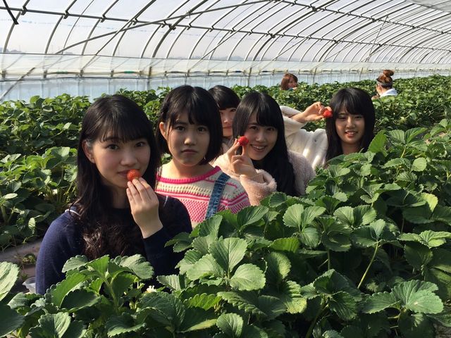 みんなで苺_向後いちご園