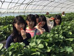 777さんの向後いちご園への投稿写真1