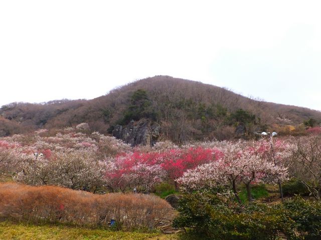 幕山公園