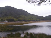 けんざんさんの藺牟田池の泥炭形成植物群落の投稿写真1