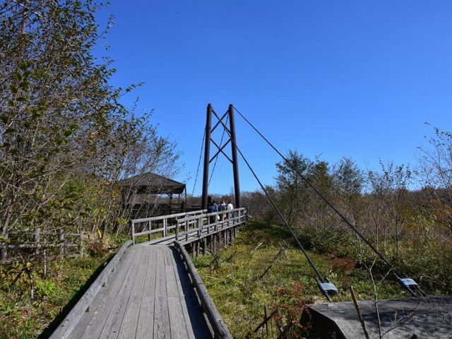 木道と大吊橋_八幡のツツジ