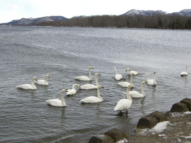 砂湯の近くは温かいので、このように白鳥さんの溜まり場です_屈斜路湖