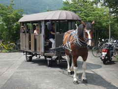 観光辻馬車の写真1