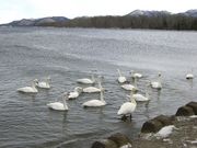 チョリいませんねさんの屈斜路湖の投稿写真1