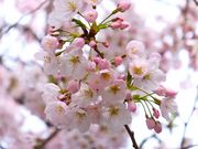 ニコちゃんさんの本覚寺(神奈川県鎌倉市)の投稿写真1