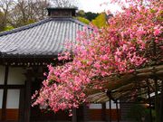 ニコちゃんさんの光則寺のカイドウの投稿写真1